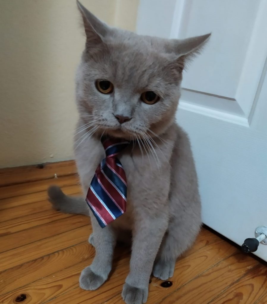 kravatli kedi